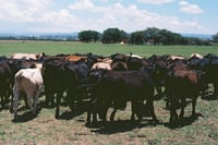 El Rancho De Mis Tios, Part 1.3
