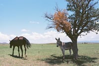 El Rancho De Mis Tios, Part 2.3