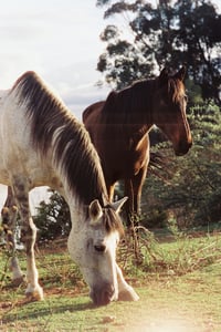 Horses Of South Africa 2