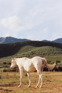 Horses Of South Africa 3