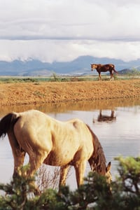 Horses Of South Africa 4