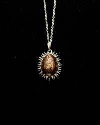 Spiked Hawaiian Snakehead Cowrie Pendant no. 002