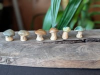 Image 4 of Mini Mushrooms
