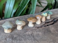 Image 1 of Mini Mushrooms