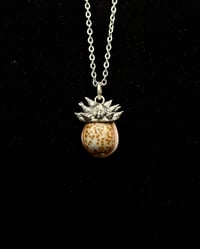Hawaiian Honey Cowrie Pendant w/ Spiked Opihi Awa Coral Cap 