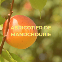 Abricotier de Mandchourie