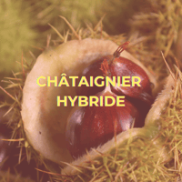 Châtaignier hybride