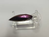 Image 3 of Midnight Spotted Shad