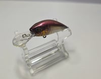 Image 2 of Midnight Spotted Shad