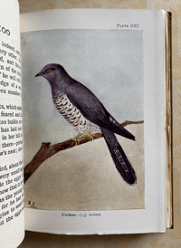 Image 3 of Birds Shown to the Children