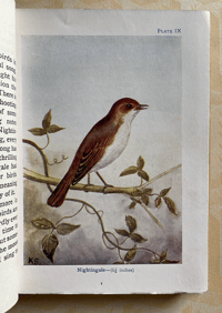 Image 5 of Birds Shown to the Children