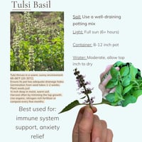 Image 4 of Grow Your Own Mini-Tea Garden-Digital Guide