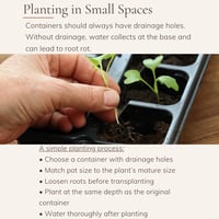 Image 2 of Grow Your Own Mini-Tea Garden-Digital Guide