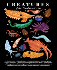Creatures of the Cambrian Period Print *PREORDER*