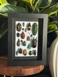 BEETLE BOX - #4