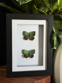 METALLIC GREEN BUTTERFLY DUO - 5X7