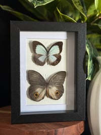 OWL BUTTERFLY FRAME - 5X7