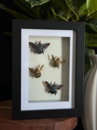 CARPENTER BEES - 5X7