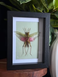 PINK/GREEN GRASSHOPPER FRAME - 5X7