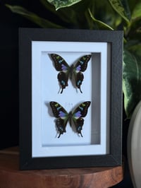 PURPLE SPOTTED SWALLOWTAIL DUO - 5X7