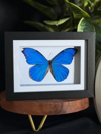 BLUE MORPHO FRAME - 5X7 