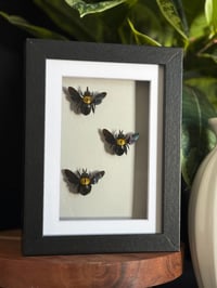 CARPENTER BEE TRIO - 5X7