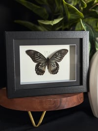 GHOST SWALLOWTAIL - 5X7