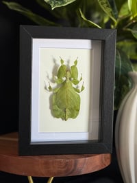 GREEN LEAF BUG FRAME - 5X7
