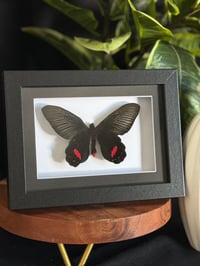 DIXON'S BATWING BUTTERFLY FRAME - 5X7