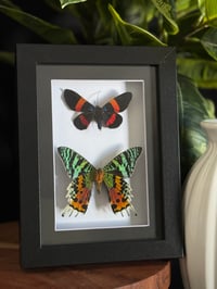 COLORFUL MOTH DUO - 5X7 