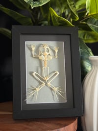 FROG SKELETON FRAME - GREY