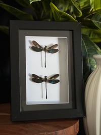 DAMSELFLY DUO FRAME - 5X7