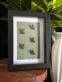 CARPENTER BEE FRAME - GREEN