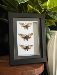 RED DEVIL CICADA TRIO FRAME - 5X7