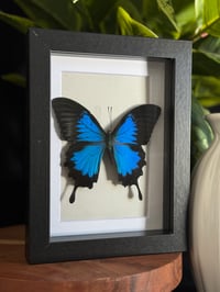 BLUE EMPEROR SWALLOWTAIL FRAME - 5X7