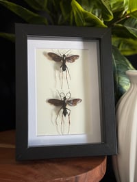 TARANTULA HAWK DUO - 5X7