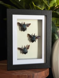 BLUE CARPENTER BEE TRIO - 5X7