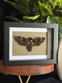 DEATH HEAD HAWK MOTH - 5X7