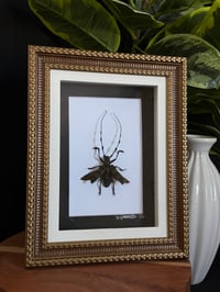 TUFTED LONGHORN BEETLE FRAME 