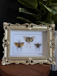 GRASSHOPPER TRIO - ORNATE GOLD