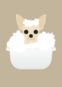 Image 9 of Chihuahua Collection