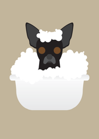 Image 10 of Chihuahua Collection