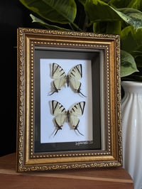 ZEBRA STRIPED KITE BUTTERFLY DUO