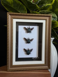 BLUE CARPENTER BEE TRIO - GOLD