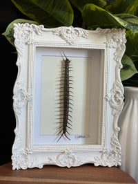 WHITE ORNATE CENTIPEDE  FRAME