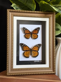 MONARCH BUTTERFLY DUO - GOLD 