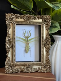 PRAYING MANTIS - GOLD ORNATE
