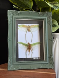 KATYDID DUO - GREEN ORNATE