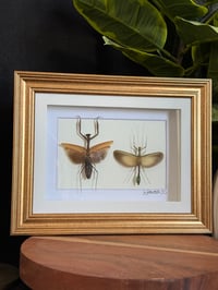 MANTIS / STICK BUG DUO 