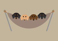 Image 7 of Dachshund Collection